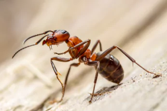 Ant Control Mornington