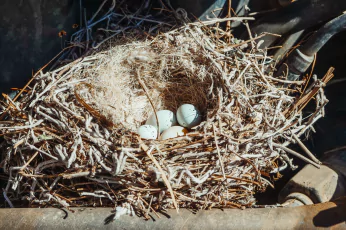 Bird Nest Removal Mornington