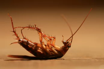 Cockroach Control Mornington