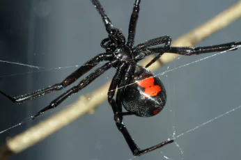 Spider Control Mornington