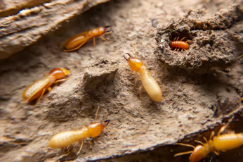 Termite Control Mornington
