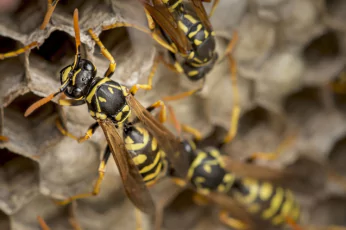Wasp Control Mornington